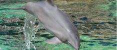 Dolphin Slaughter in Japan